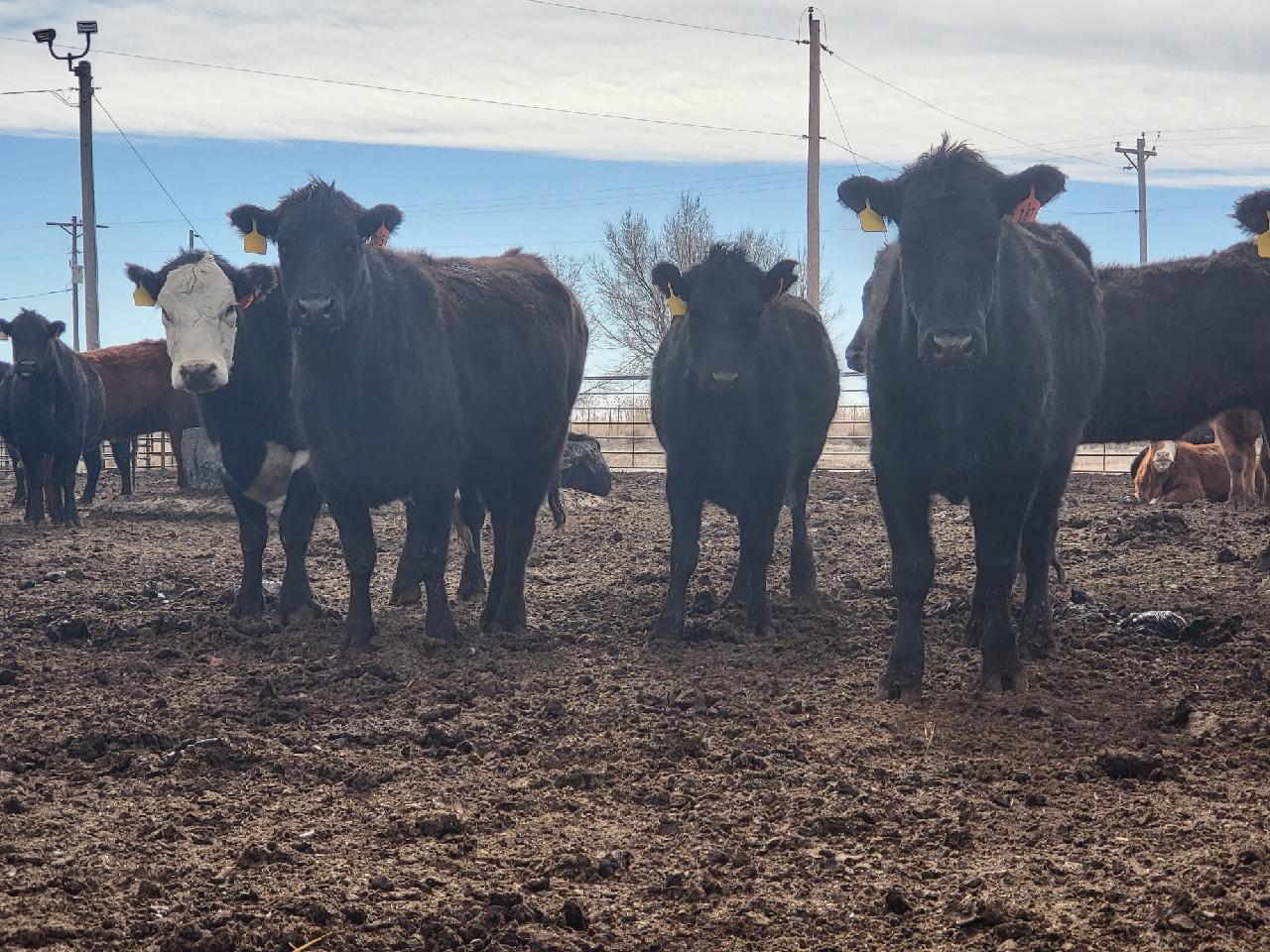 140 Three, Four and Five Year Old Fall Calving Cows